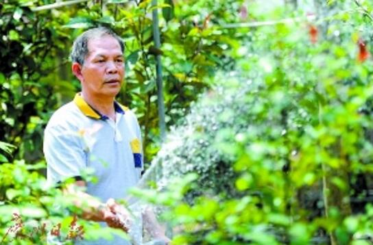 老农种茶6年“发家” 带村民致富