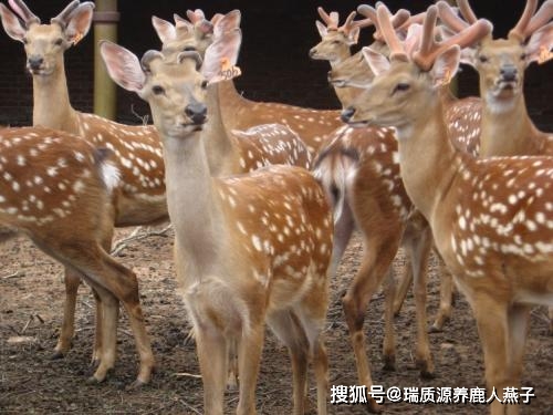 【致富经】梅花鹿浑身是宝，创业致富年赚20万，养鹿人瑞质源鹿茸燕子分享经验