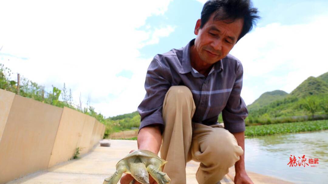 养殖鳖的价格_视频致富养殖鳖是真的吗_鳖养殖致富视频