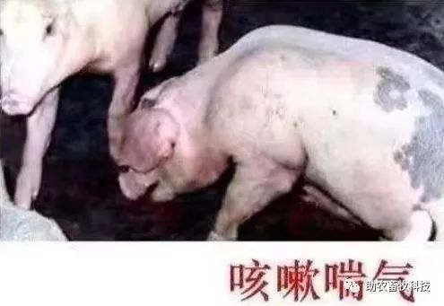 养殖高密度网箱技术规范_网箱 高密度养殖技术_高密度网箱养鱼技术