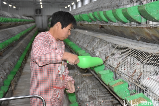 致富养殖肉兔_致富经创业项目农村养殖肉兔_养殖肉兔效益怎么样
