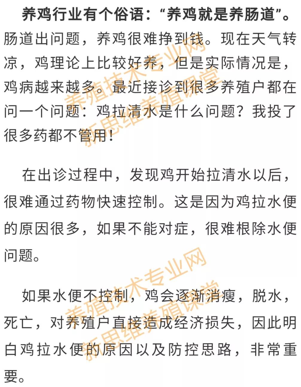 新思维养殖：深秋鸡拉水便的四种情况及防治
