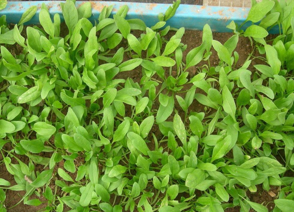 豆角的阳台种植技术_阳台种植豆角的方法_阳台种植技术豆角图片