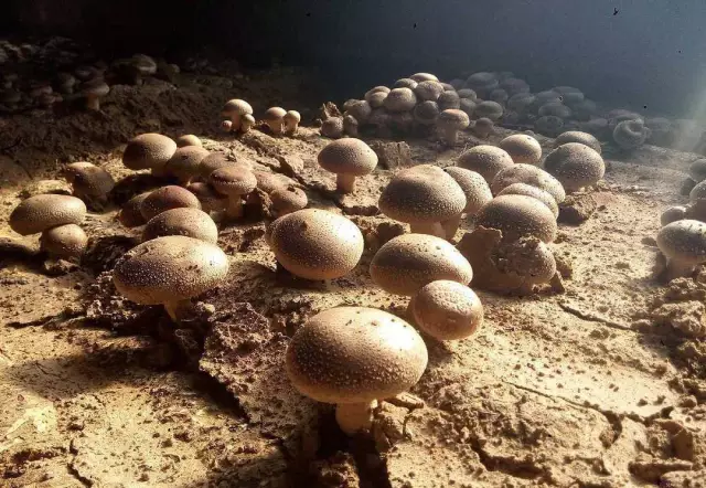 菇类养殖技术_蘑菇养殖技术_养殖蘑茹技术
