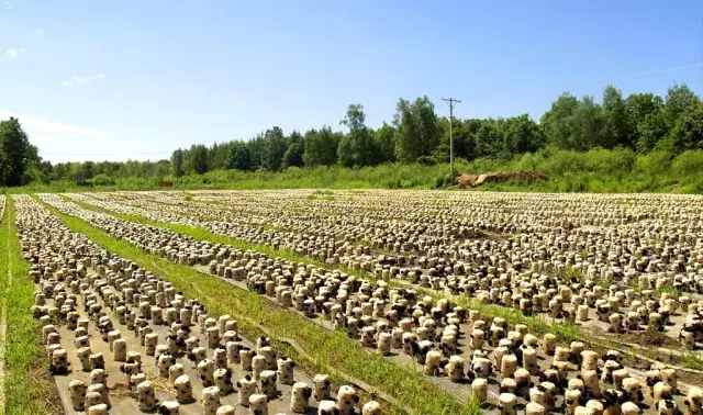 蘑菇养殖技术_菇类养殖技术_养殖蘑茹技术