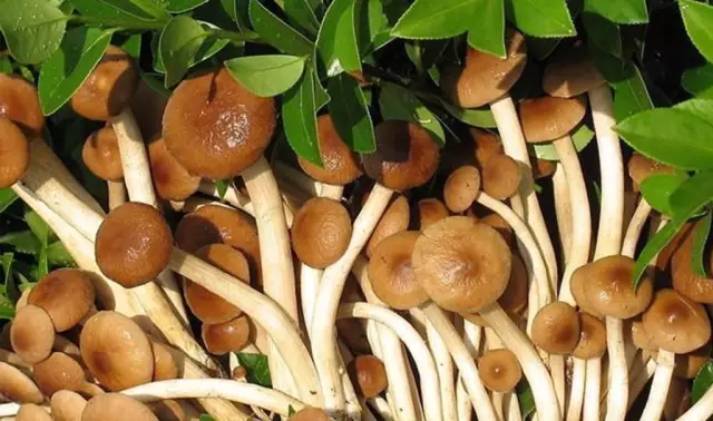 菇类养殖技术_蘑菇养殖技术_养殖蘑茹技术