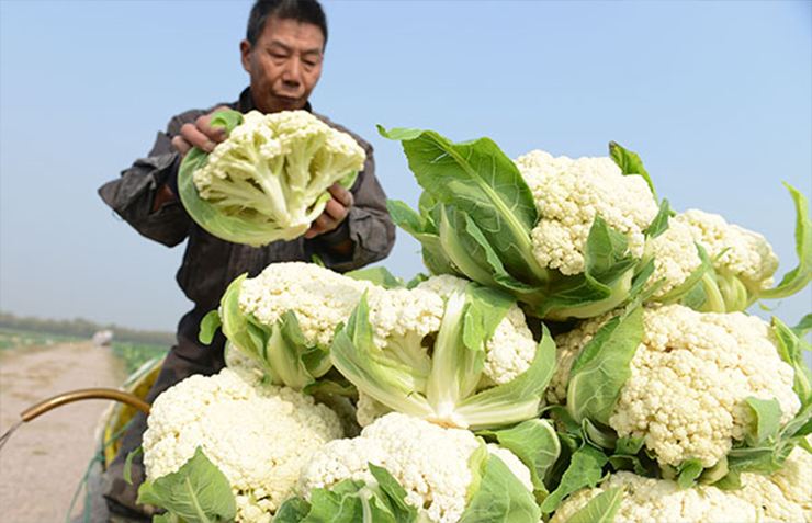 种菜致富案例_什么菜种植致富_种蔬菜致富经