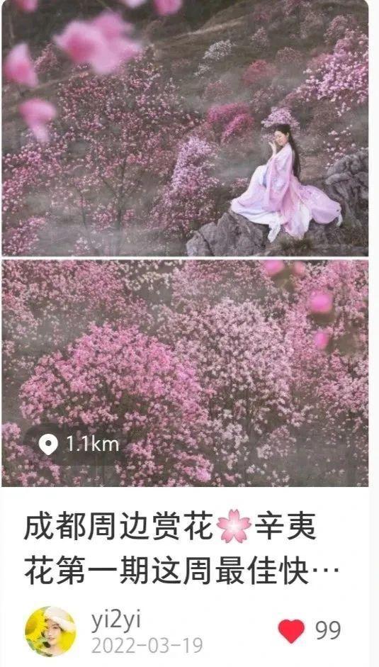 种植辛夷花致富_辛夷花价钱_辛夷花种植方法盆栽
