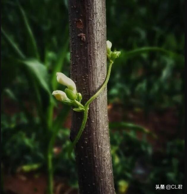 阳台种植豆角的行距和株距图片_阳台种植豆角的方法_豆角的阳台种植技术