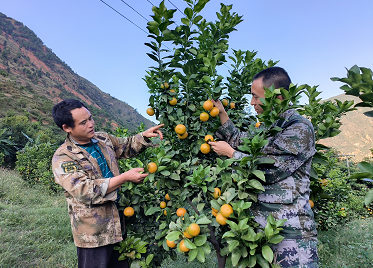 致富经林下魔芋_魔芋种植致富故事_致富经魔芋种植技术