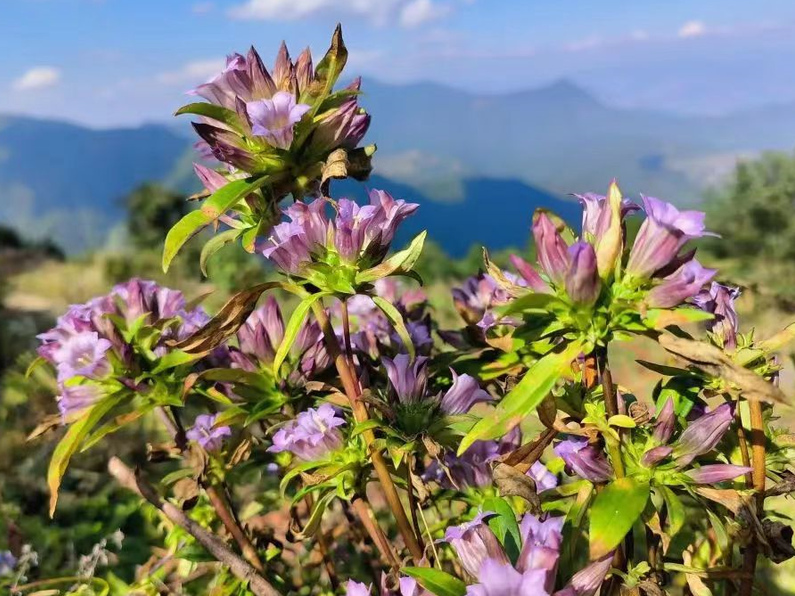 致富经林下魔芋_魔芋致富经_致富经林下种植魔芋视频