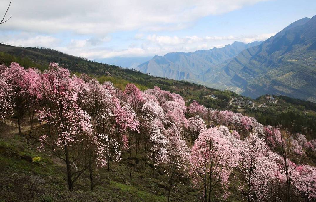 辛夷花价钱_辛夷花种子_种植辛夷花致富