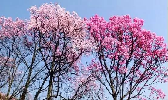 辛夷花种子_辛夷花价钱_种植辛夷花致富