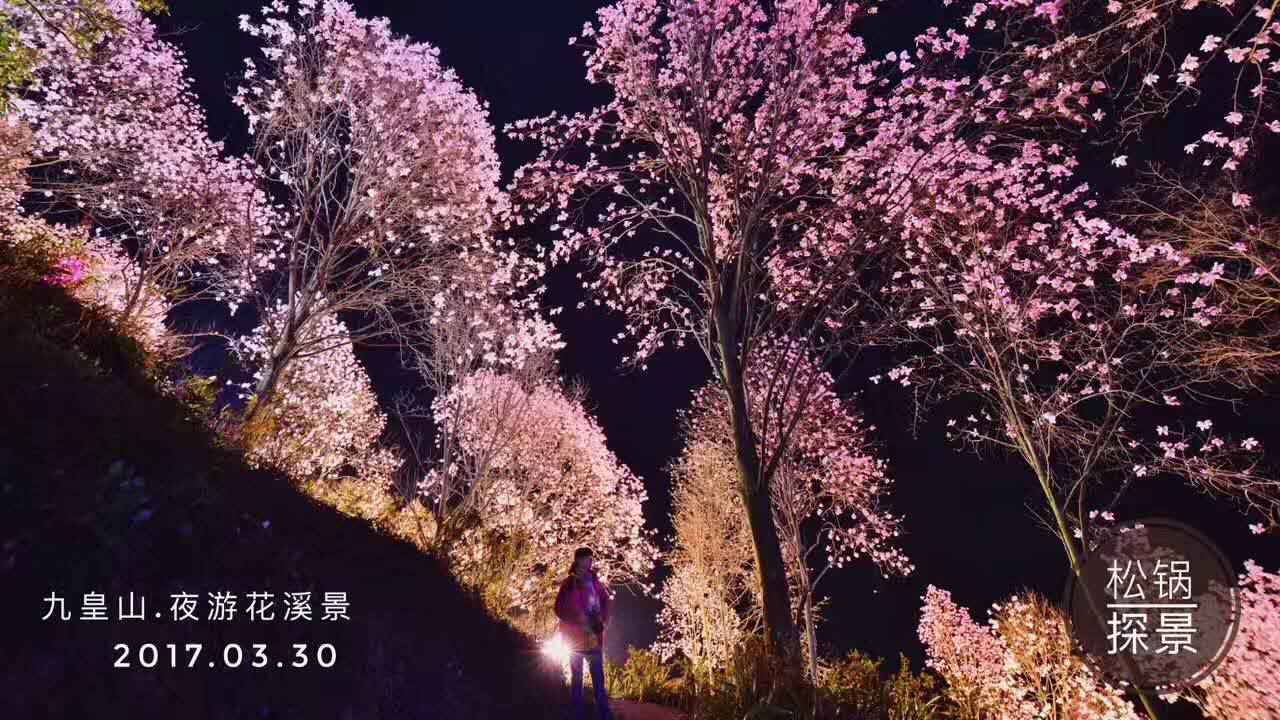 辛夷花价钱_辛夷花种子_种植辛夷花致富