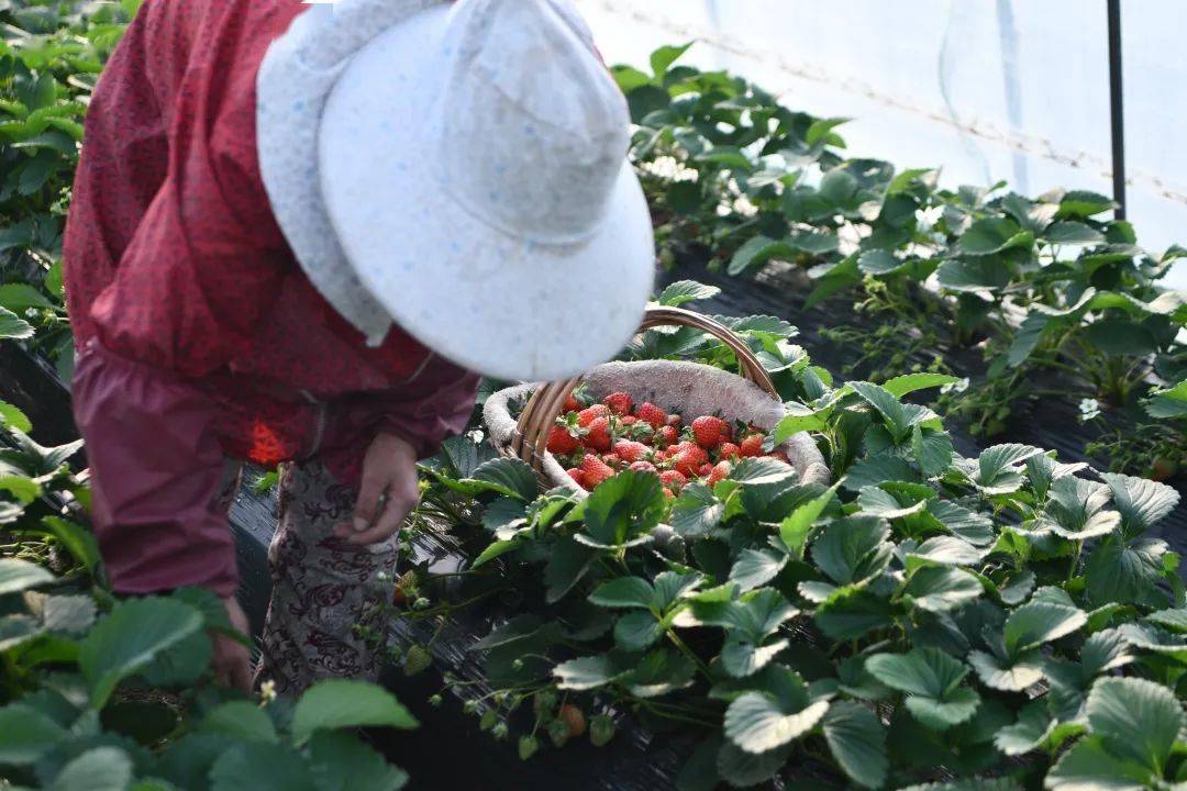 致富新闻_致富经资料草莓稿件_致富内容