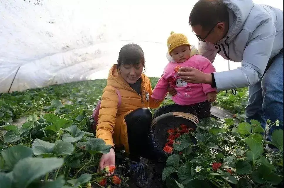 致富经资料草莓稿件_致富新闻_致富内容
