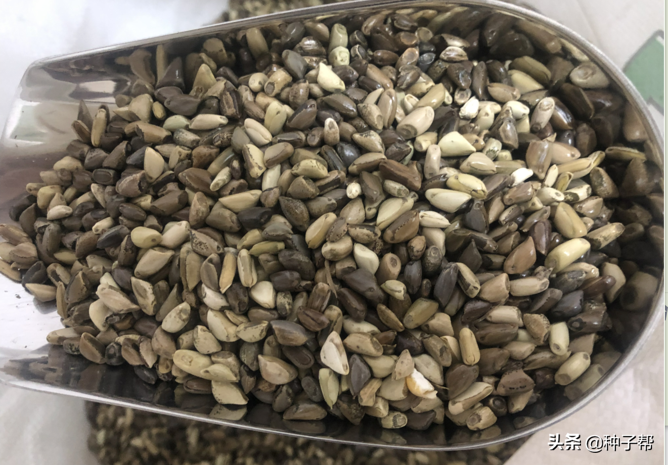 青贮饲料机器_饲料种植机青贮技术有那些_有机青贮饲料种植技术