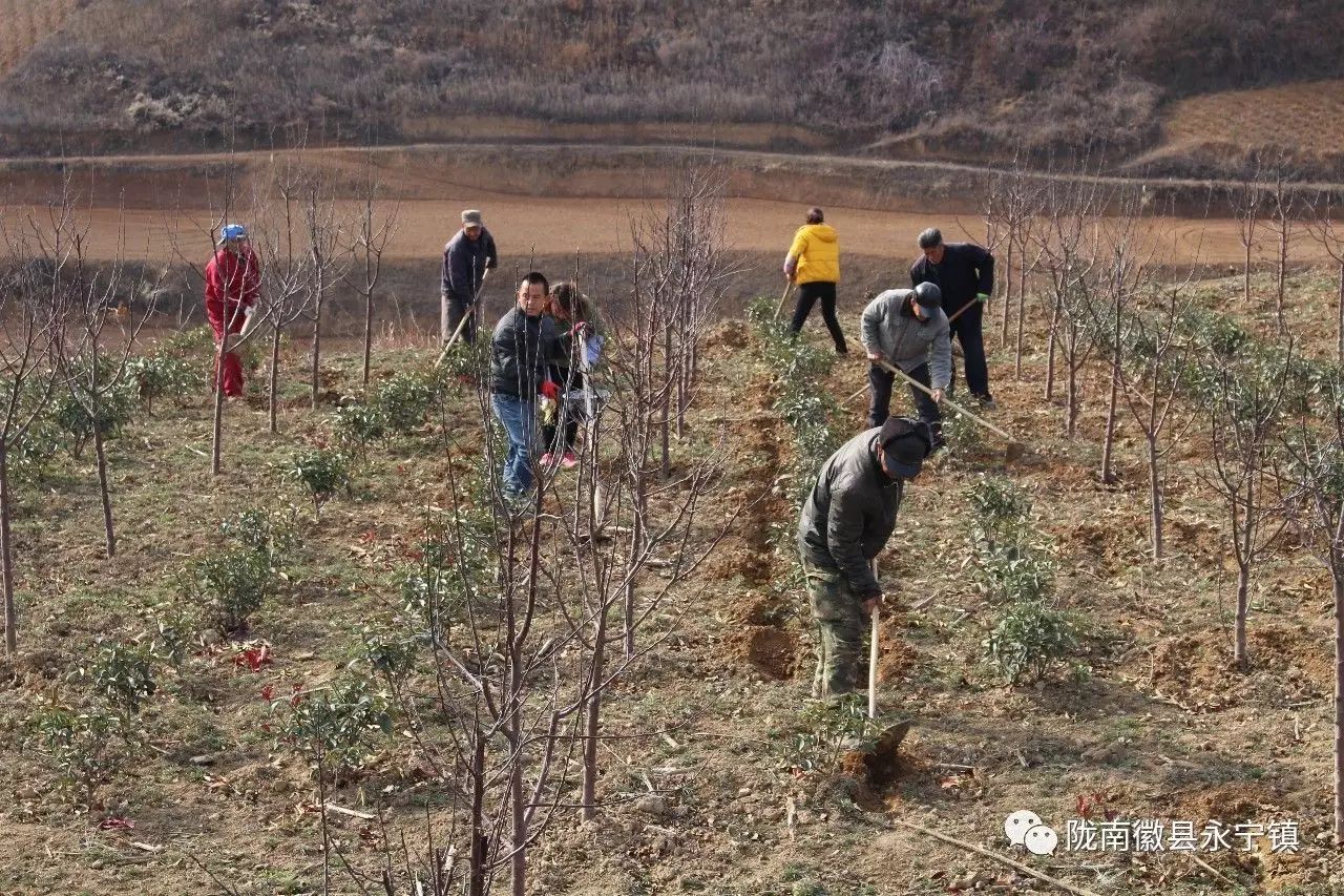 农村种植苗木补贴政策2020_苗木种植助农户致富示范_苗木种植有农业补贴吗
