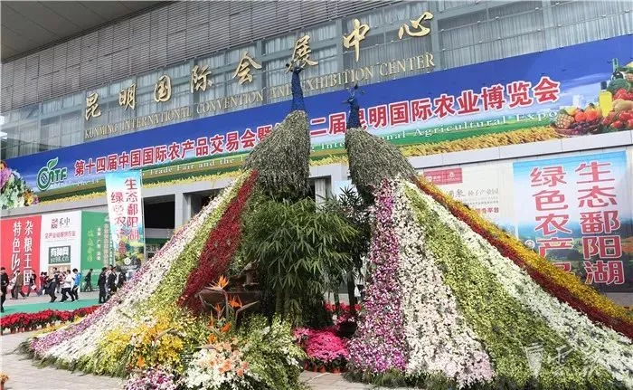 惠兰种植致富_种植惠兰视频_蕙兰种植技术