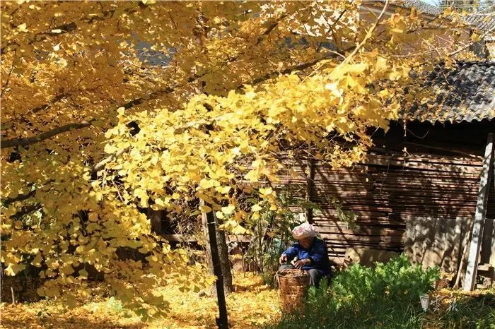 惠兰种植致富_蕙兰种植技术_种植惠兰视频