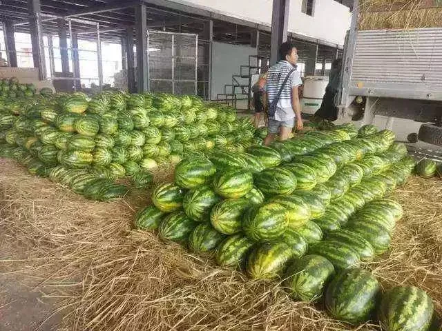 惠兰种植致富_种植惠兰视频_蕙兰种植技术