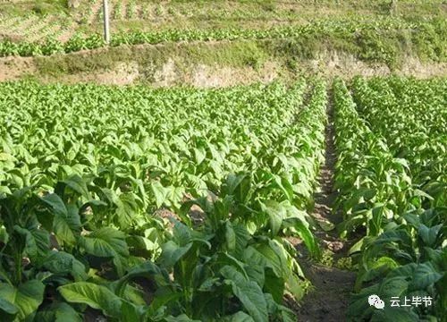 珠海种植什么农作物_珠海种植致富_珠海哪里有种植蔬菜