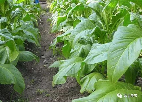 珠海种植什么农作物_珠海哪里有种植蔬菜_珠海种植致富