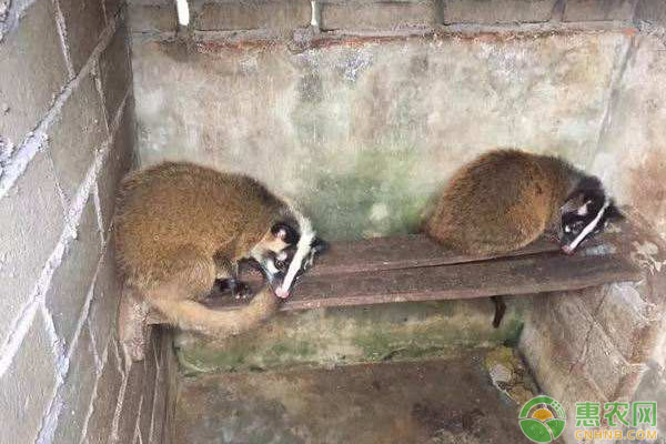 果子狸养殖手续