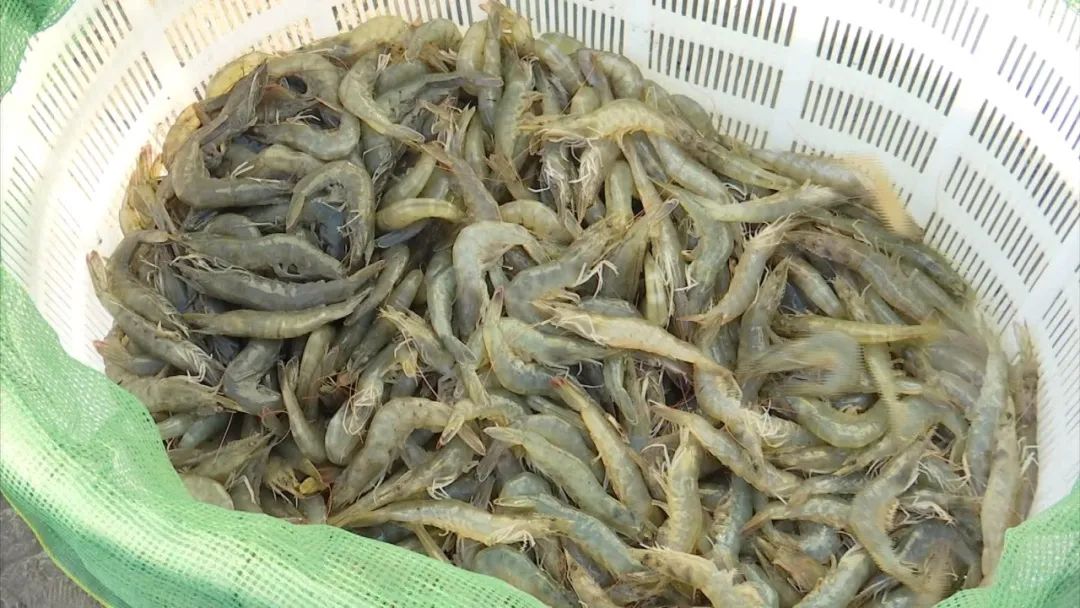 种蘑菇致富能手_致富经蘑菇种植技术_致富经种磨菇全集