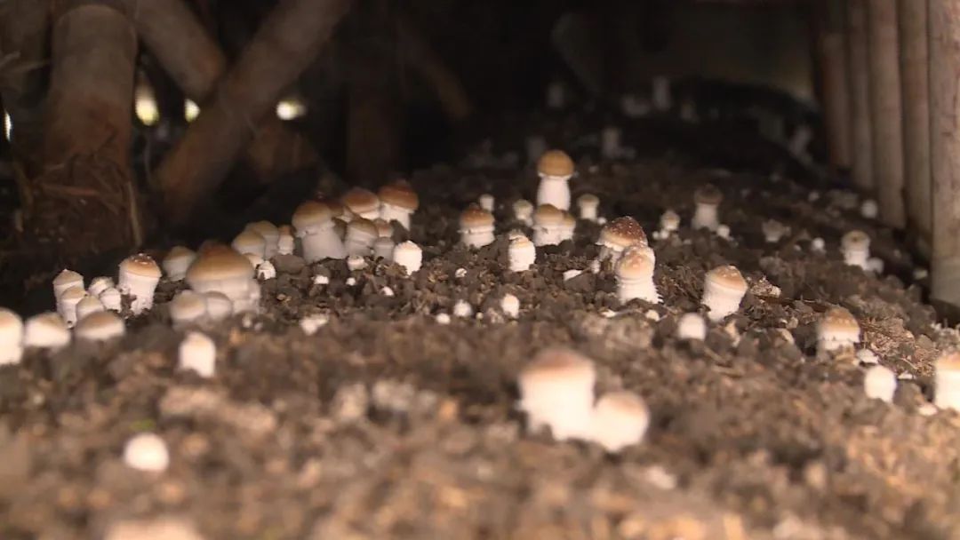 种蘑菇致富能手_致富经蘑菇种植技术_致富经种磨菇全集
