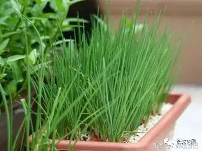 香葱致富经_种植香葱赚钱吗_致富经香葱种植视频