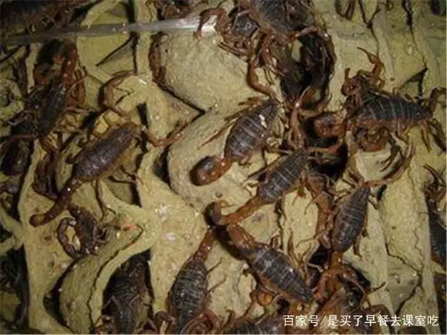 蝎子的养殖技术，投资前景，我来帮你分析