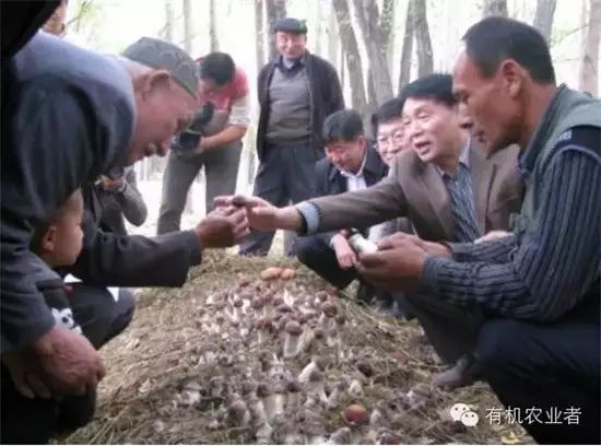 致富经蘑菇种植技术_种蘑菇致富能手_致富经种磨菇全集