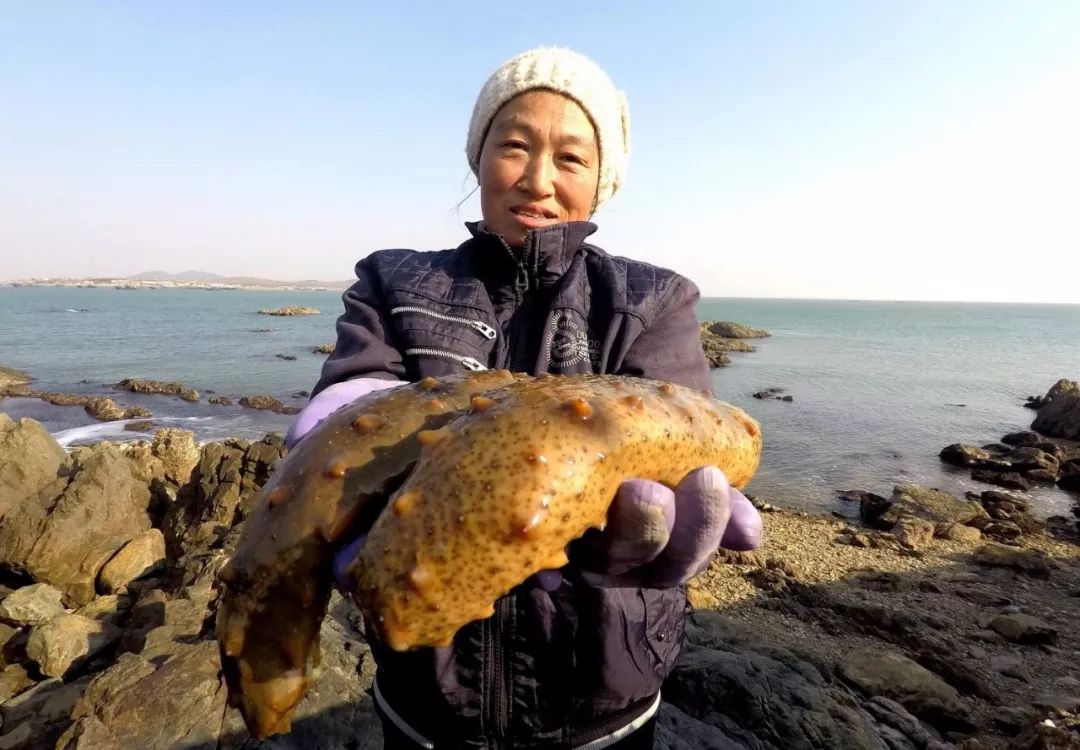青岛海参养殖场联系方式_青岛海参养殖基地_青岛海参养殖致富经