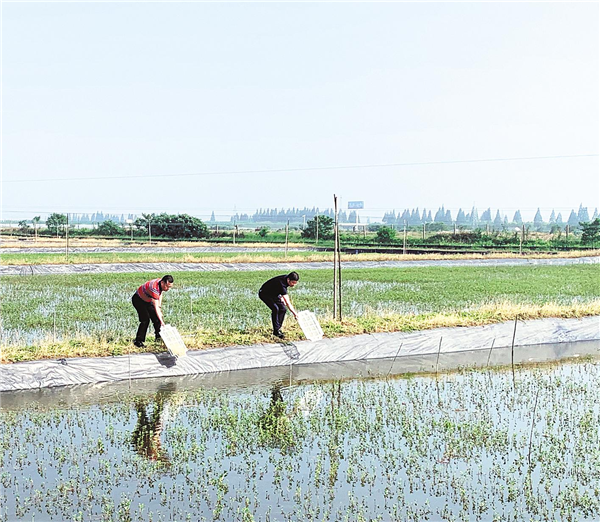从大养蟹到养大蟹——湖北省破解河蟹苗种瓶颈效益翻倍