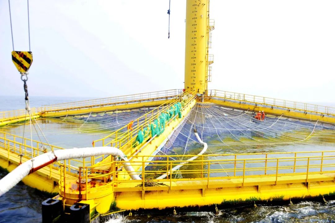 致富经海参养殖视频_青岛海参养殖致富经_青岛海参养殖基地