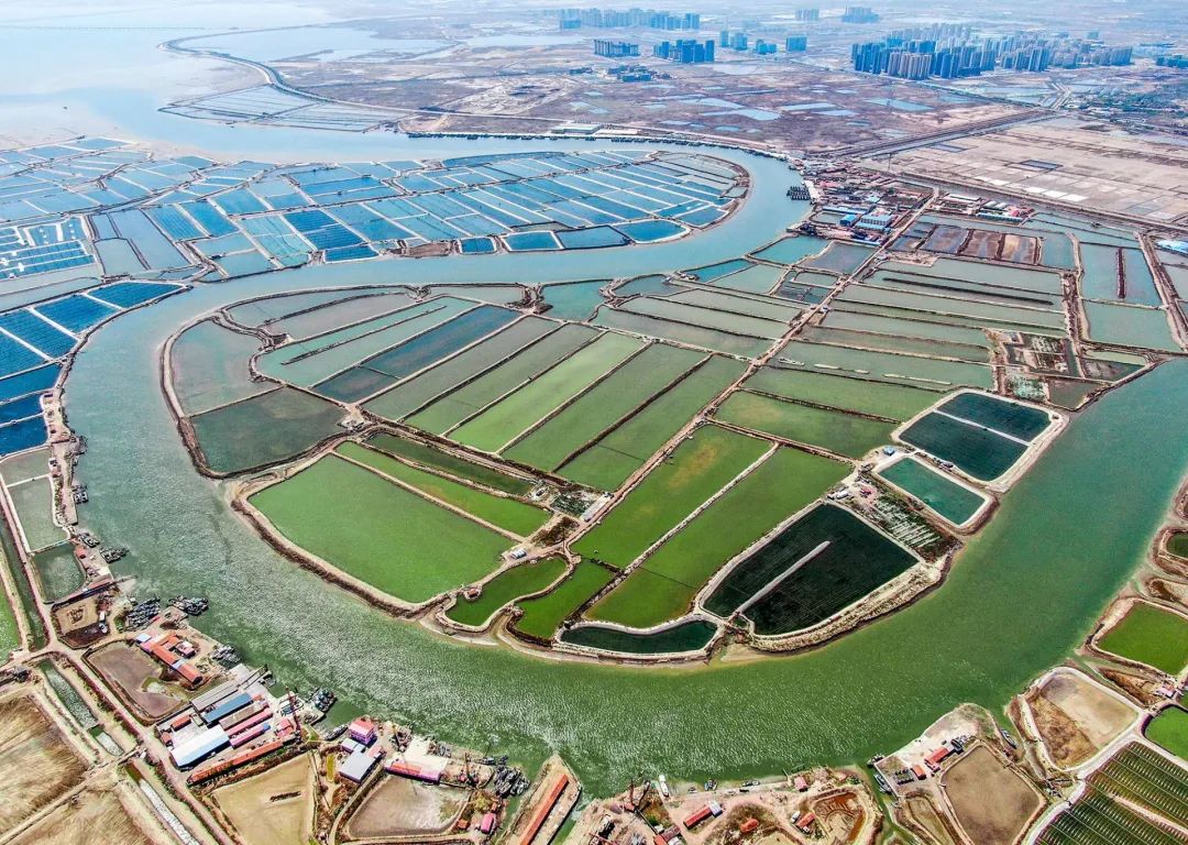 青岛海参养殖致富经_青岛海参养殖基地_致富经海参养殖视频