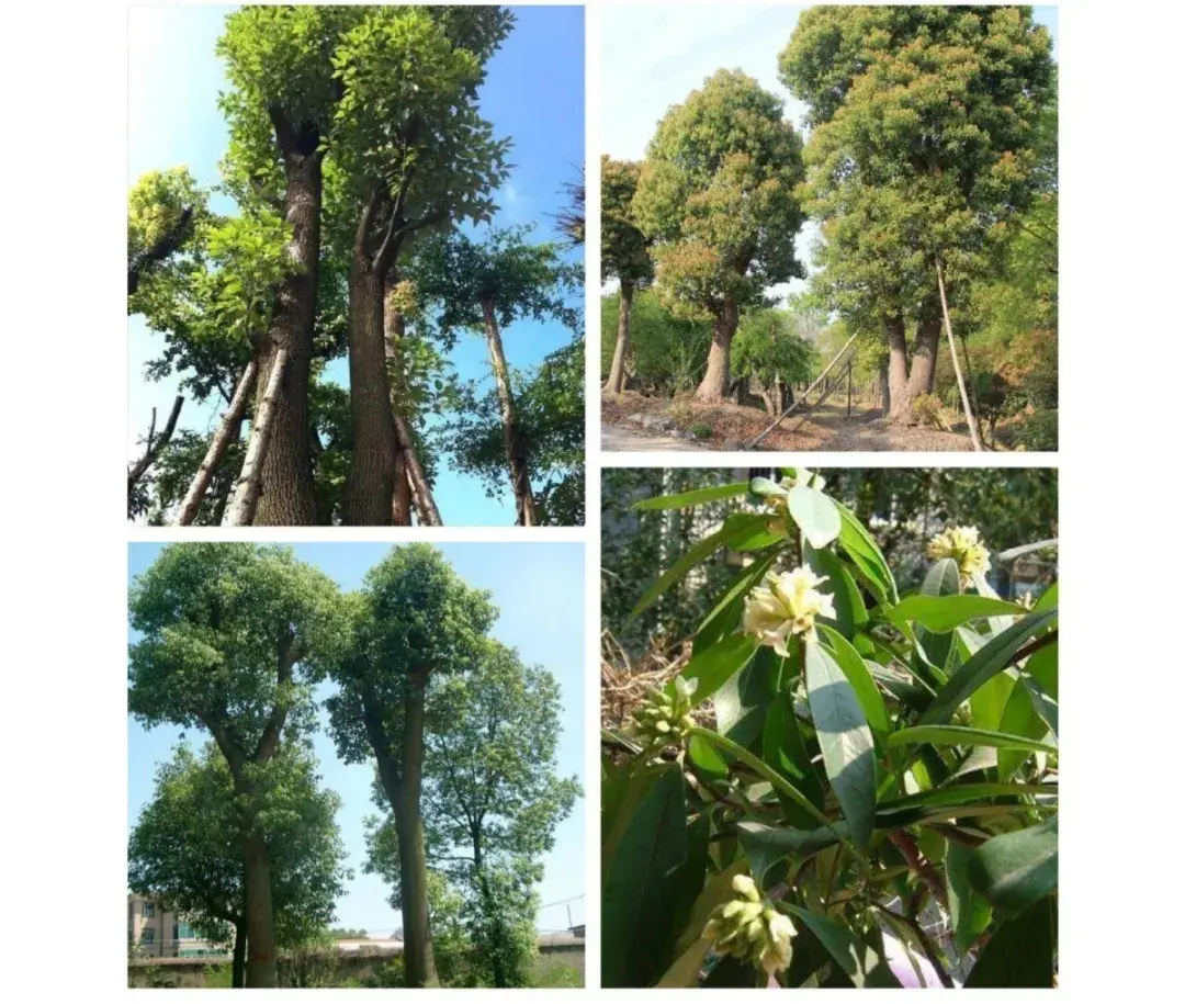 重庆蟾蜍养殖新技术_重庆蟾蜍养殖新技术_重庆蟾蜍养殖新技术