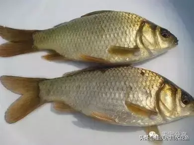 重庆蟾蜍养殖新技术_重庆蟾蜍养殖新技术_重庆蟾蜍养殖新技术