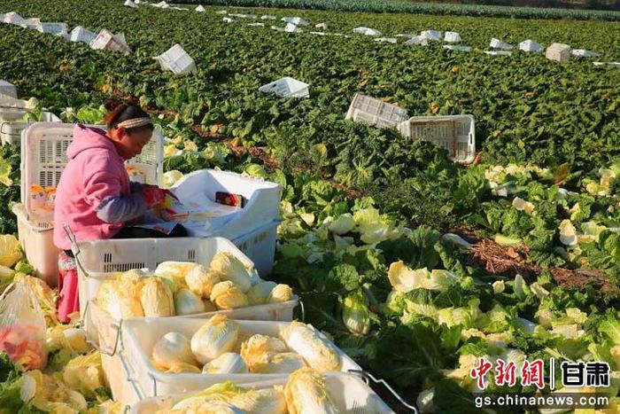 适合新疆种植蔬菜品种_新疆种植蔬菜致富_新疆种蔬菜赚钱吗