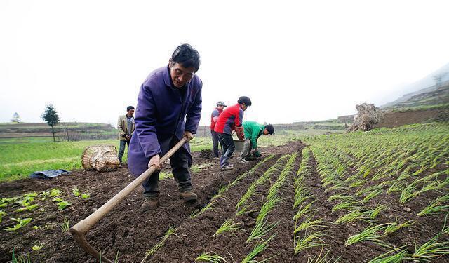 小香葱种植_致富经香葱种植视频_小香葱种植致富经