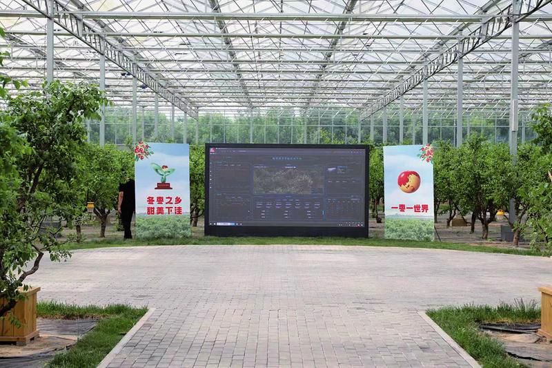 冬枣种植致富_种植冬枣前景如何_致富种植冬枣视频