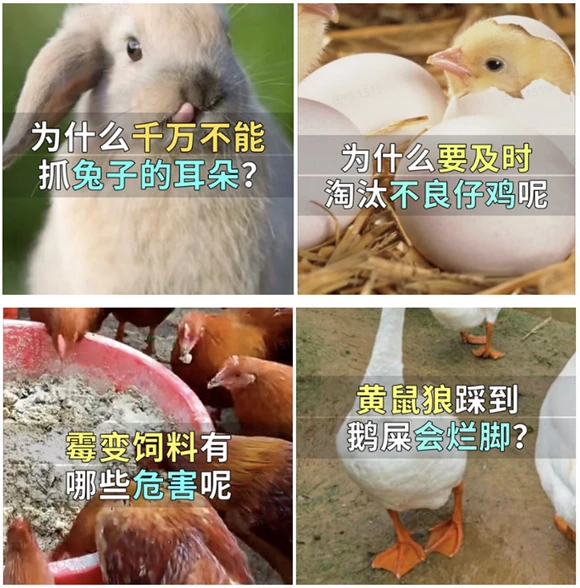 致富经傻瓜养猪法_养猪致富秘籍图片_想致富养猪