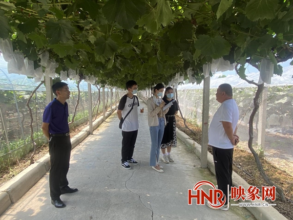 致富经河南农村种植_河南农村种植业什么项目好_河南种植业致富项目