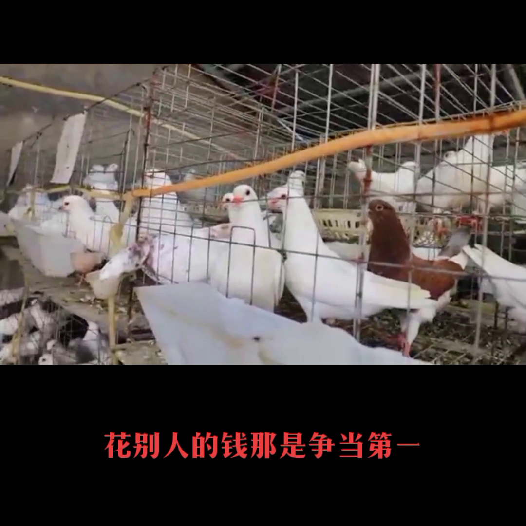 养鸽致富视频_致富经养鸽子创业视频_致富经养殖鸽子