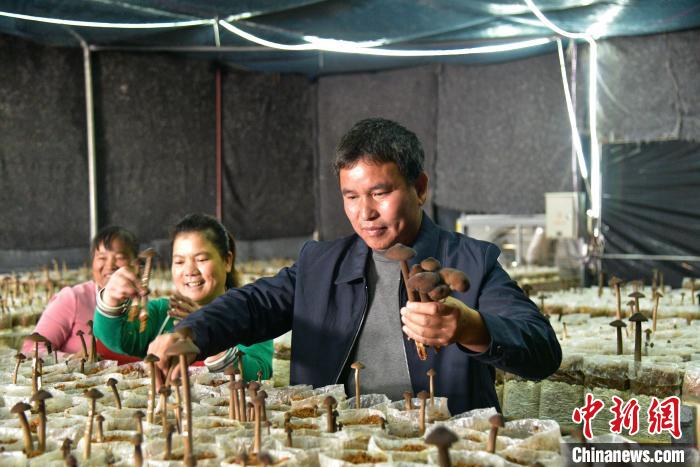 秦文平和工人们在采摘黑皮鸡纵菌。　王以照 摄