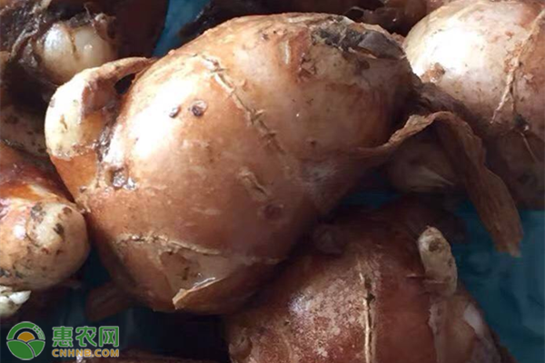 沙姜种植致富_种植沙姜赚钱吗_致富种植沙姜怎么样
