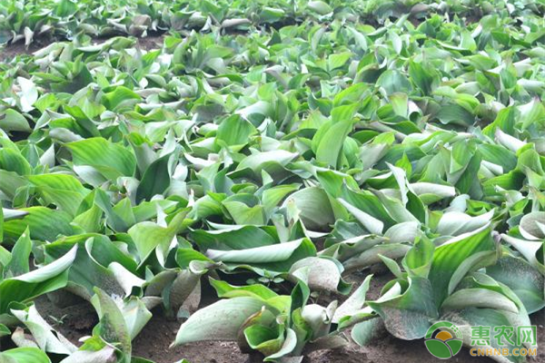 致富种植沙姜怎么样_沙姜种植致富_种植沙姜赚钱吗