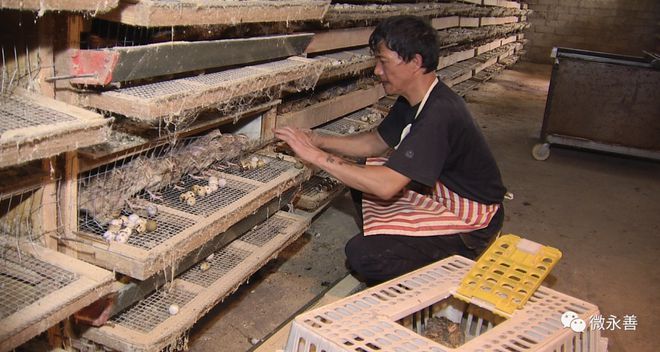 致富经养鹌鹑_养殖鹌鹑创业致富_养殖鹌鹑赚钱吗