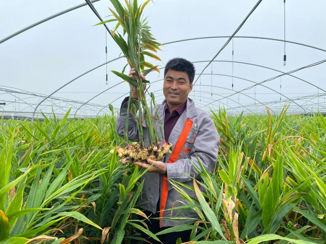 致富种植沙姜怎么样_沙姜种植致富_种植沙姜赚钱吗